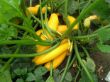 Cucurbita pepo Frucht.jpg