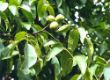 Juglans regia.jpg