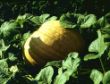 Cucurbita maxima.jpg