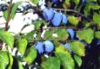 Prunus domestica.jpg