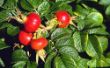 Rosa rugosa2.jpg