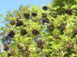 Sambucus nigra2.jpg