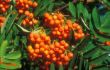Sorbus aucuparia6.jpg