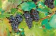 Vitis vinifera2.jpg