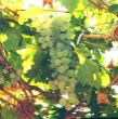Vitis vinifera3.jpg