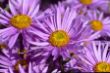 Aster alpinus.jpg