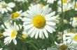 Chrysanthemum leucanthemum3.jpg
