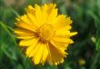 Coreopsis grandiflora.jpg