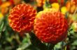Dahlia Ball-Dahlie.jpg