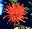 Dahlia Kaktusdahlie.jpg