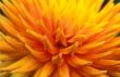 Dahlia Kaktusdahlie4.jpg
