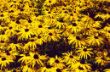 Rudbeckia fulgida.jpg