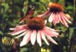 Echinacea purpurea.jpg