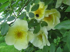 KW25: Strauch-/Frühlingsrose "Sp. Aicha" von Kordes...