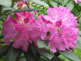 KW21: Rhododendronblüte - aber wie