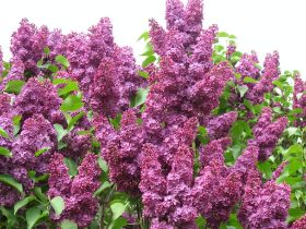 KW20: Flieder - und welch ein Duft...