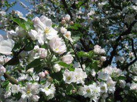 KW: 19 - Apfelblüte - Schöner aus Boskoop