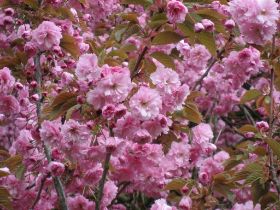 KW: 18 Japanische Zierkirsche