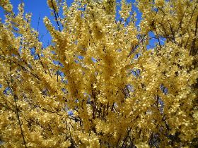 KW: 17 - Forsythie (Goldglöckchen)