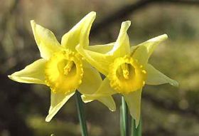 KW: 16 - Osterglocke (Märzenbecher)