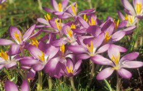 KW: 14 - Krokusse - Frühlingsbeginn