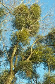 KW: 08 - Mistel (Donnerbesen) ...beim Frühjahrsspaziergang