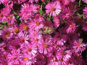 IMG_1476.jpg