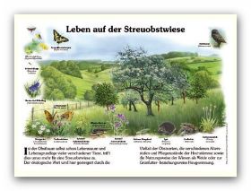 Streuobstwiese.jpg